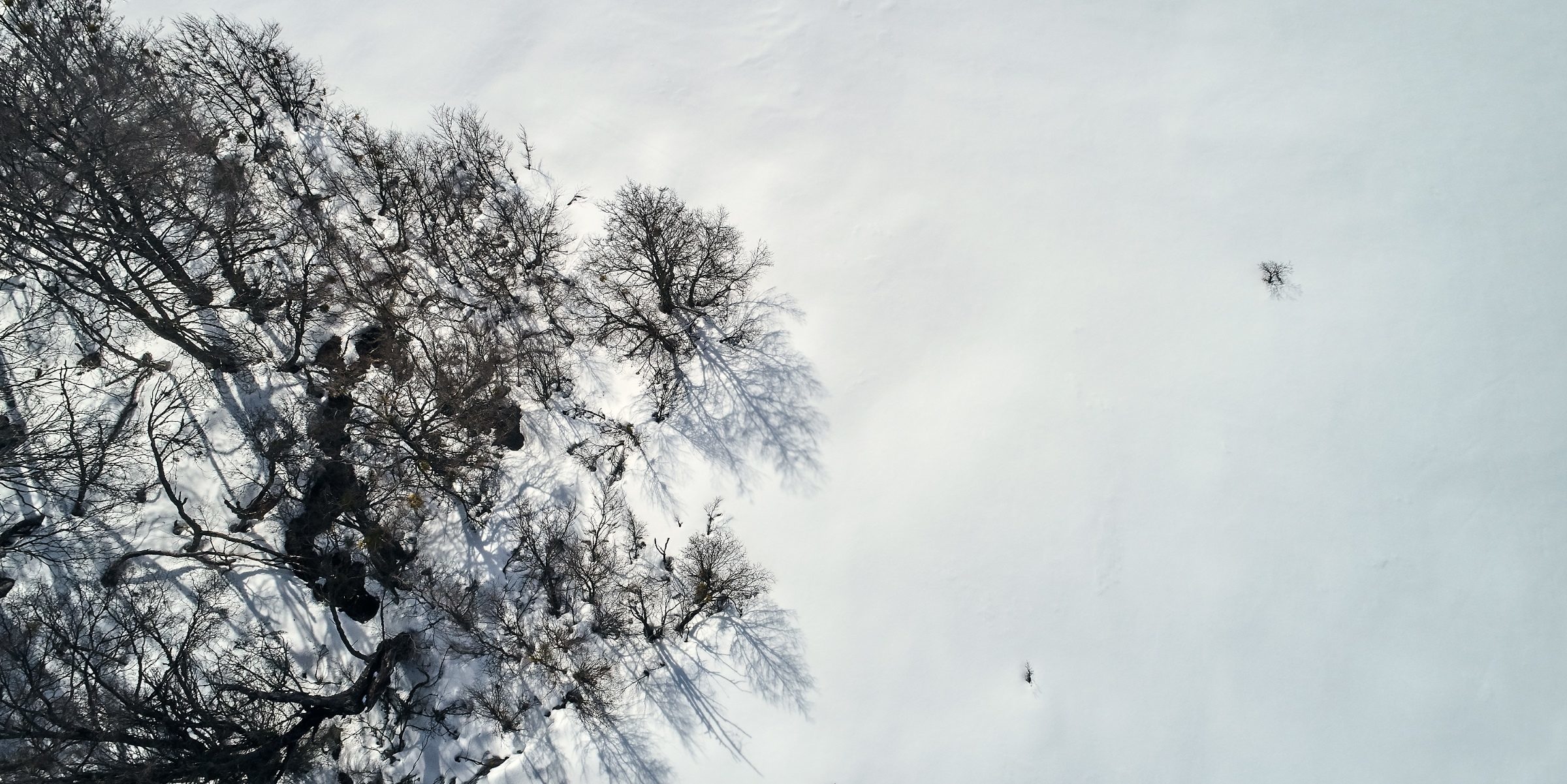 Foto de Marcelo Ringo 5